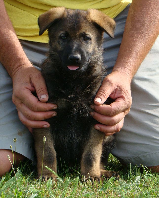 已售幼犬-种犬信息-东德牧羊犬,东德牧羊犬种公,东德牧羊犬种母,东德