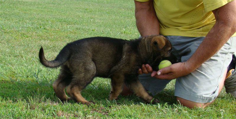 已售幼犬-种犬信息-东德牧羊犬,东德牧羊犬种公,东德牧羊犬种母,东德