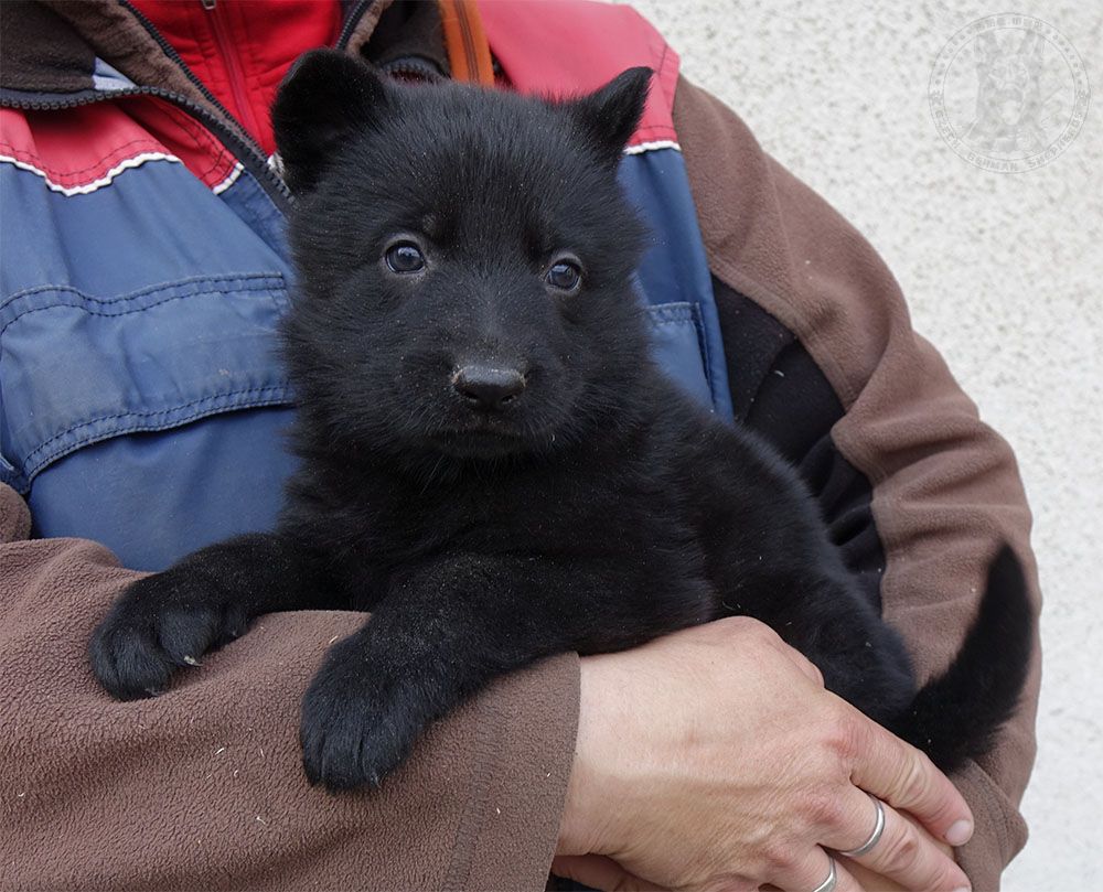 已售幼犬-种犬信息-东德牧羊犬,东德牧羊犬种公,东德牧羊犬种母,东德