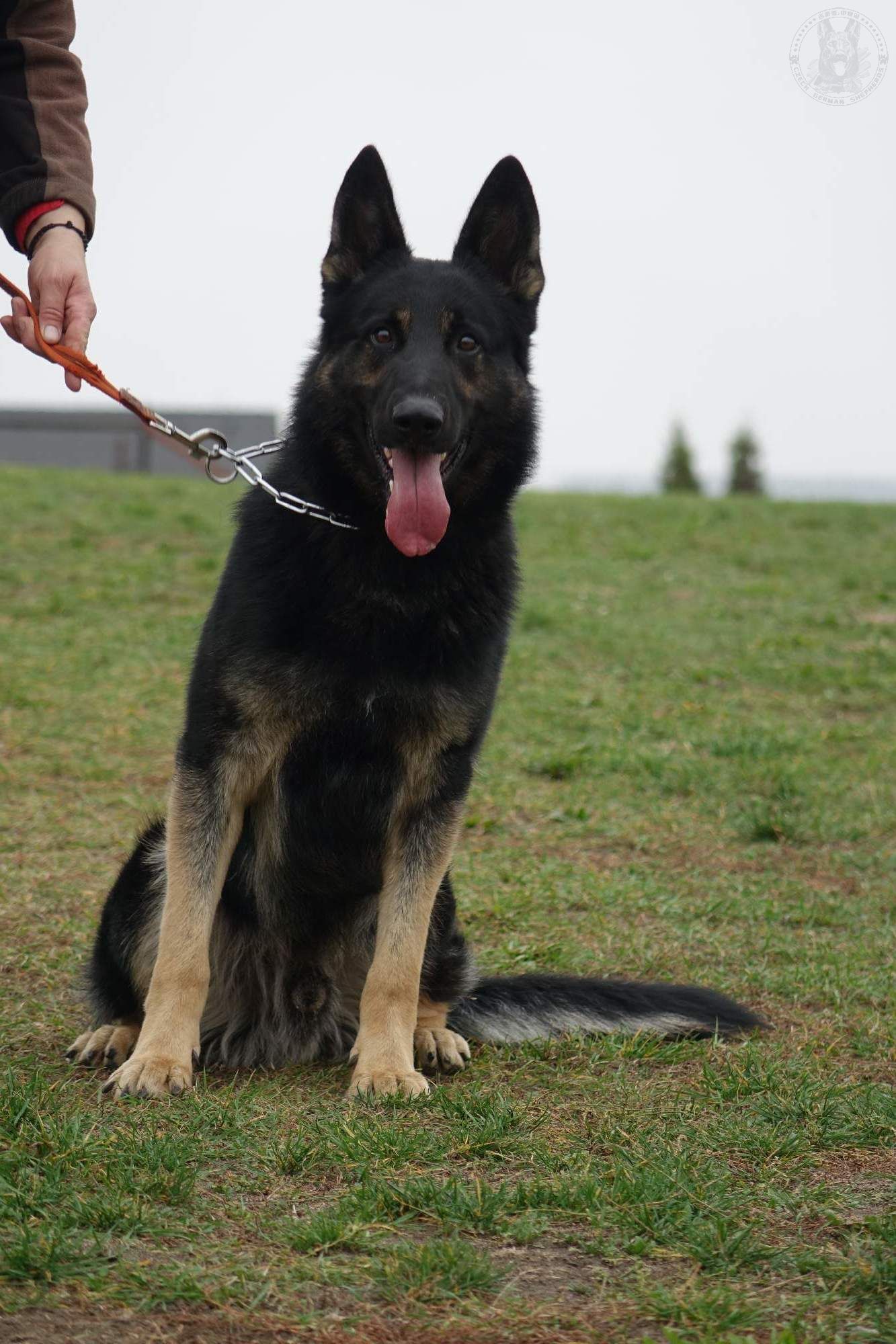 待售成犬-待售犬只-东德牧羊犬,东德牧羊犬种公,东德牧羊犬种母,东德