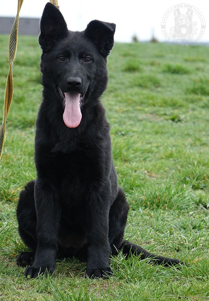 已售幼犬-种犬信息-东德牧羊犬,东德牧羊犬种公,东德牧羊犬种母,东德