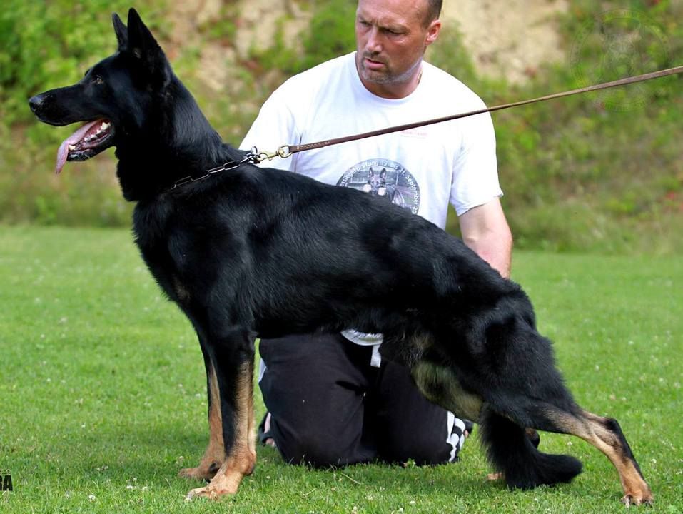 待售成犬